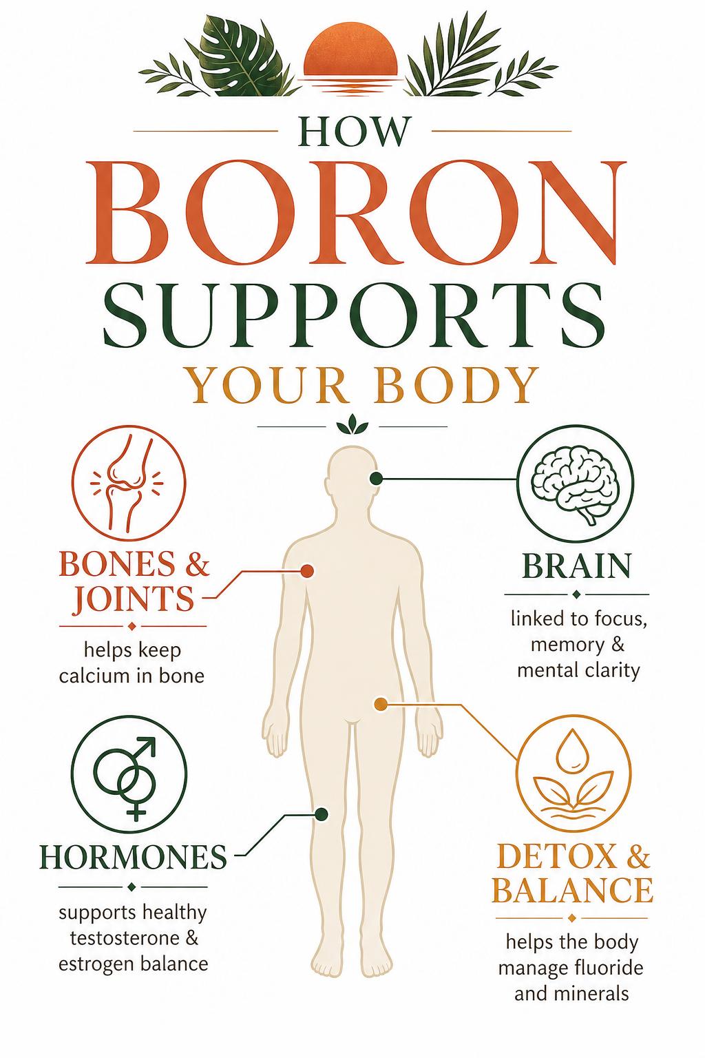 Infographic showing how boron supports bones, hormones, brain, and detox in the body | Maya Mountain Naturals