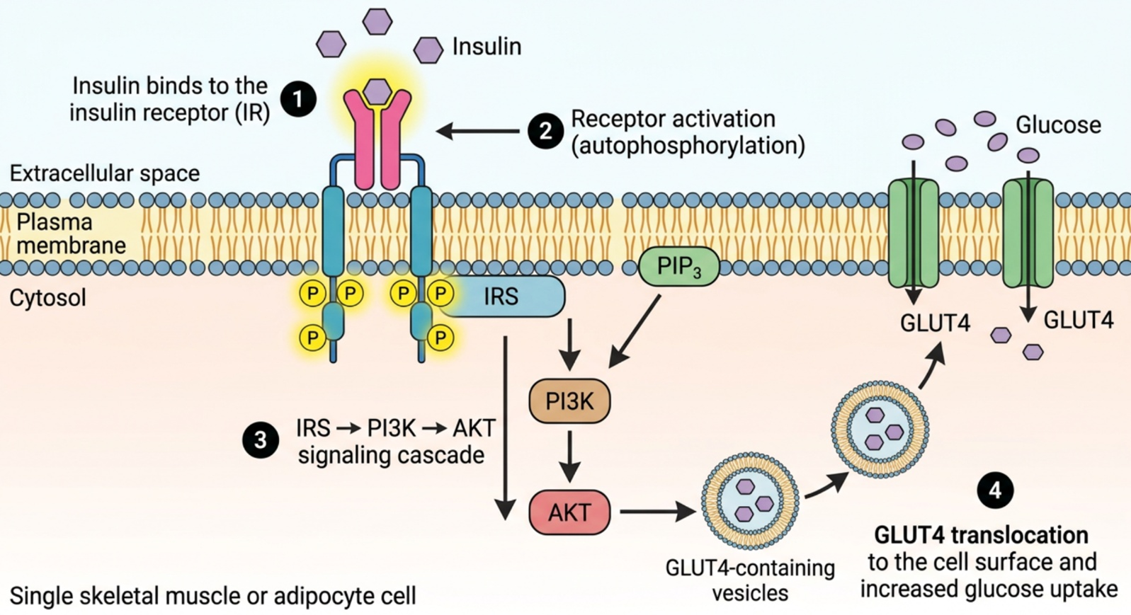 Figure 5. Normal insulin receptor function.