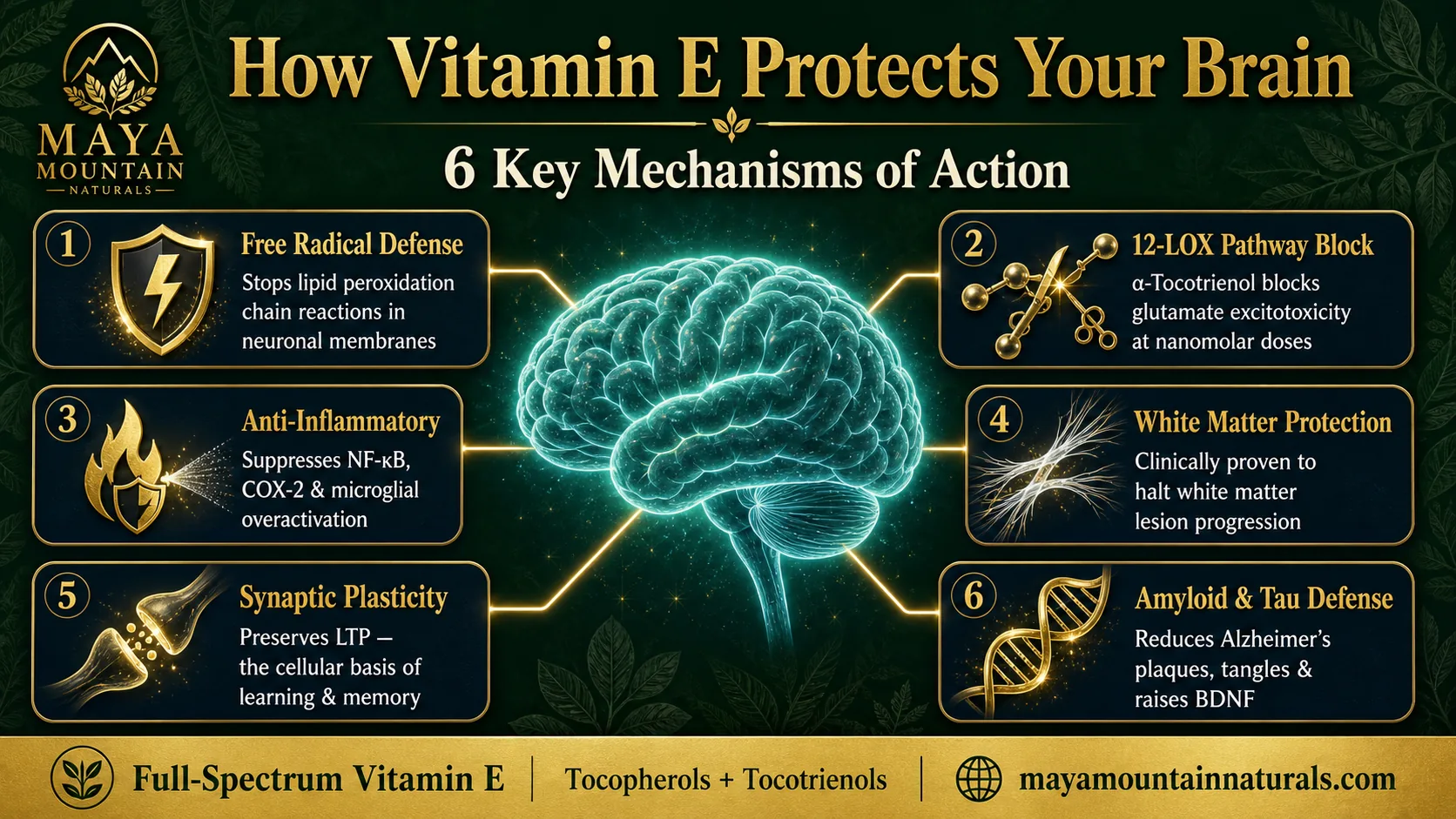 6 Mechanisms of Action: How Vitamin E Protects the Brain | Maya Mountain Naturals